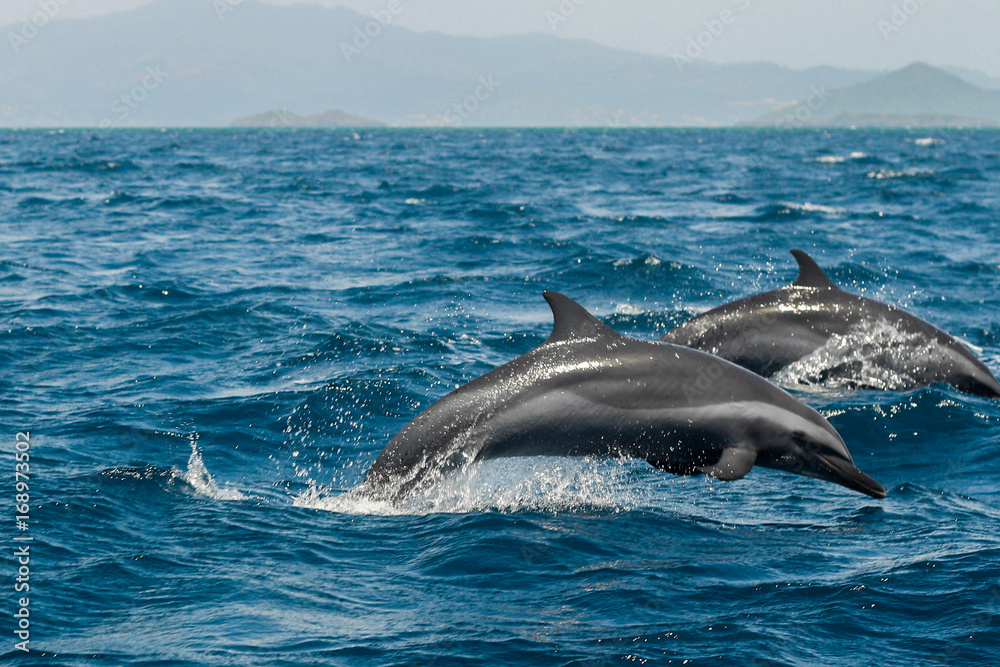 Naklejka premium Dolphins