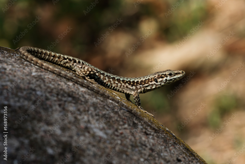 Common Wall Lizard, Lizards, Wall Lizard, Podarcis muralis Common Wall Lizard, Lizards, Wall Lizard, Podarcis muralis
