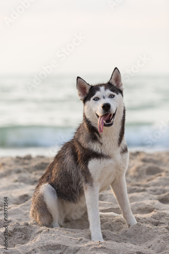 A husky dog sits on the sand  on the seashore