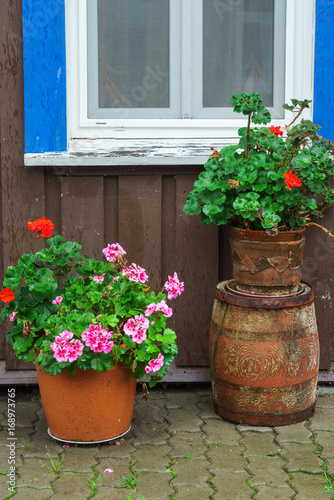 geranium flowers