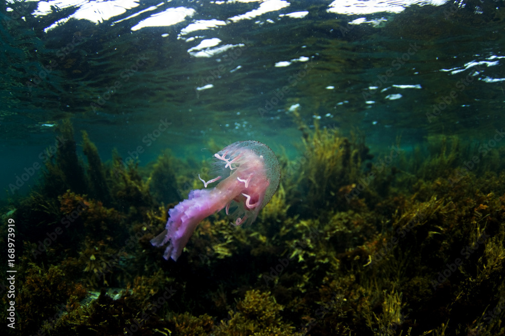 Obraz premium pelagia noctiluca, pelagia, Coll island, Scotland