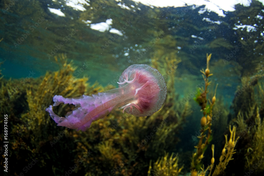 Fototapeta premium pelagia noctiluca, pelagia, Coll island, Scotland