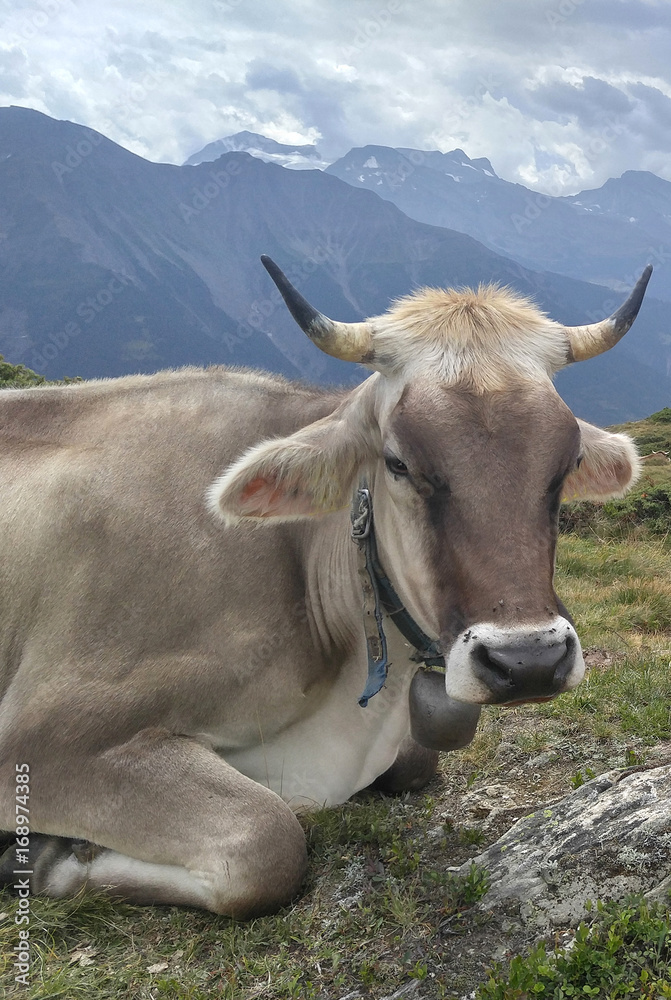 Kuh auf der Alm