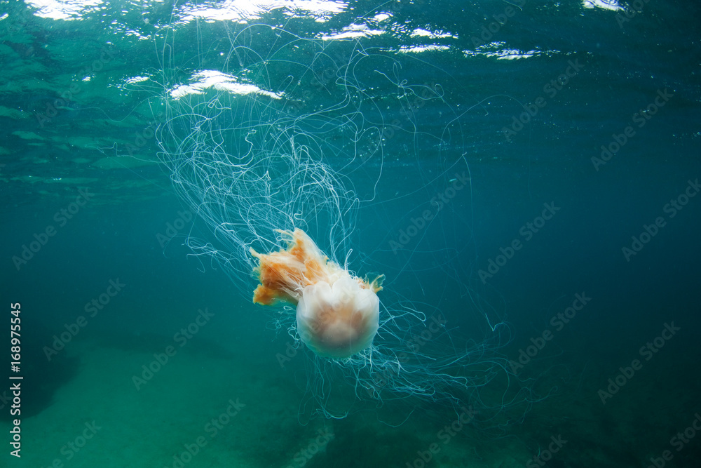 Obraz premium Blue jellyfish, cyanea lamarckii, Coll island, Scotland