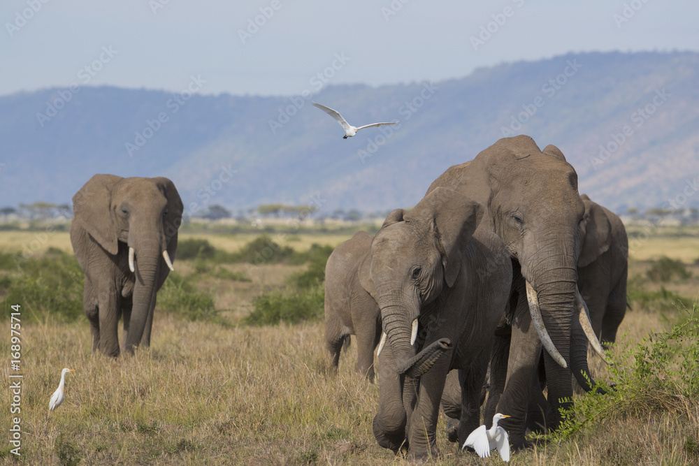 Obraz premium Elefantenherde wandert durch die Savanne
