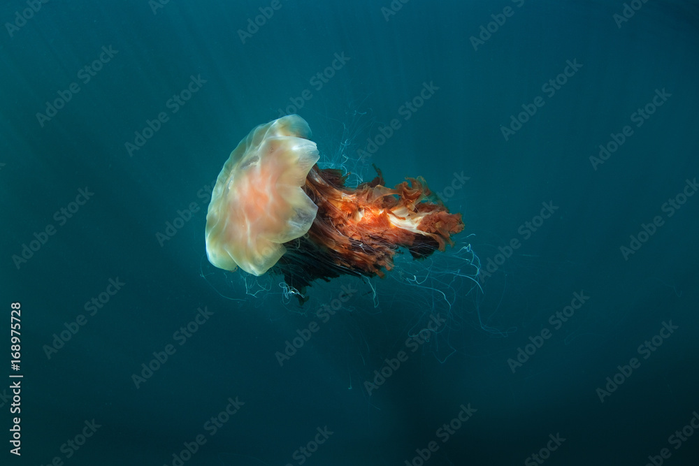 Fototapeta premium lion's mane jellyfish, cyanea capillata, Coll island, Scotland