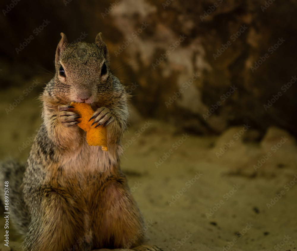 Obraz premium Rock Squirrel