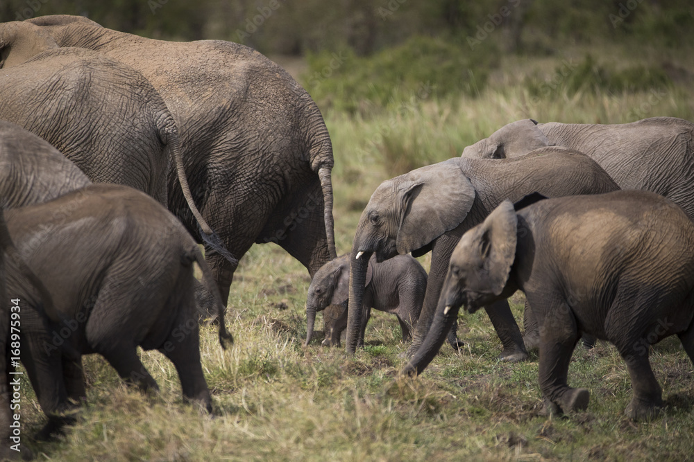 Fototapeta premium Elefantenherde wandert durch die Savanne