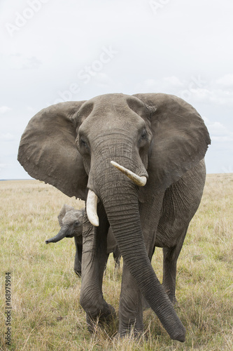 Elefantenkuh mit Kalb © aussieanouk