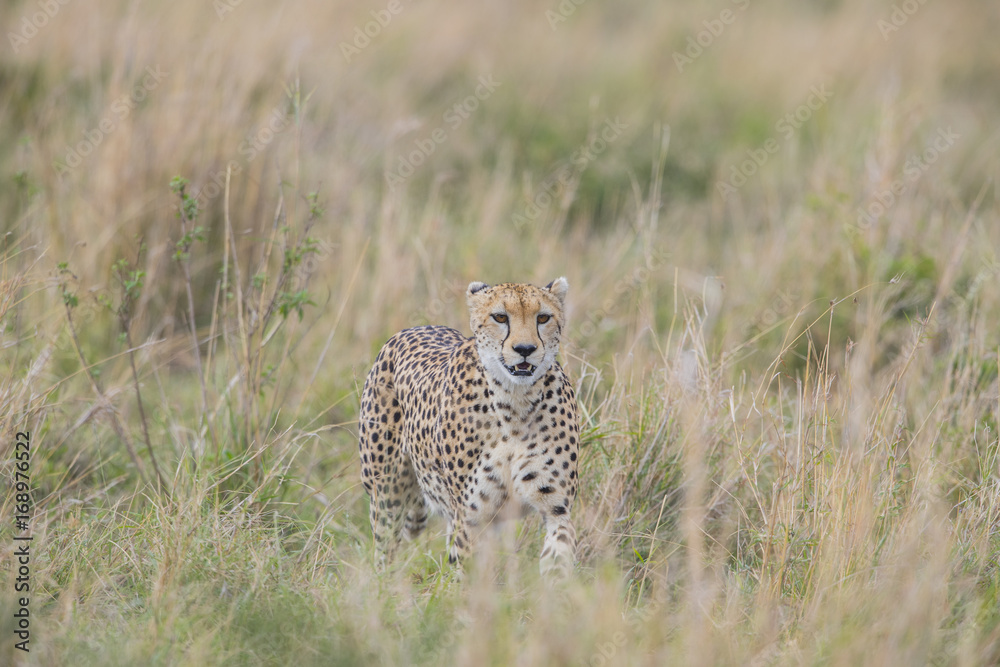 Naklejka premium Gepard streift durch die Savanne