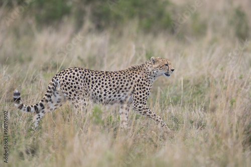 Gepard streift durch die Savanne