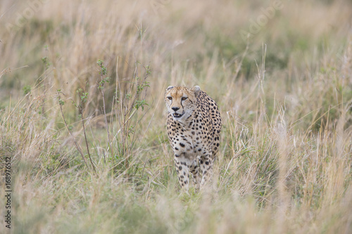 Gepard streift durch die Savanne © aussieanouk