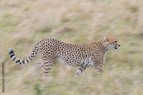 Gepard auf der Jagd 