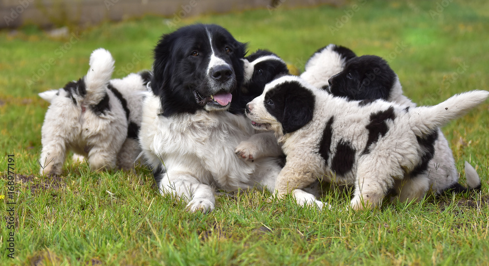 landseer dog puppy water work playing landseer dog puppy water work playing