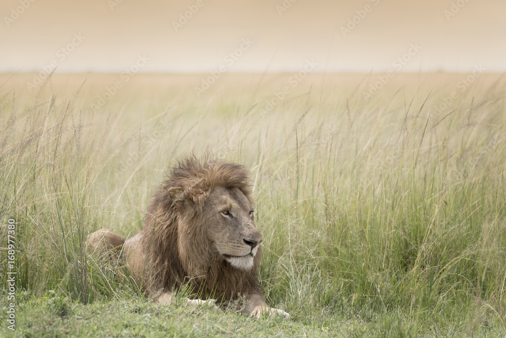 Fototapeta premium Male lion (Panthera leo) lying down in savannah, Masai Mara, Kenya