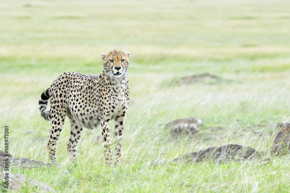 Cheetah (Acinonix jubatus) standing on savanna, looking at camera, Masai Mara, Kenya Cheetah (Acinonix jubatus) standing on savanna, looking at camera, Masai Mara, Kenya