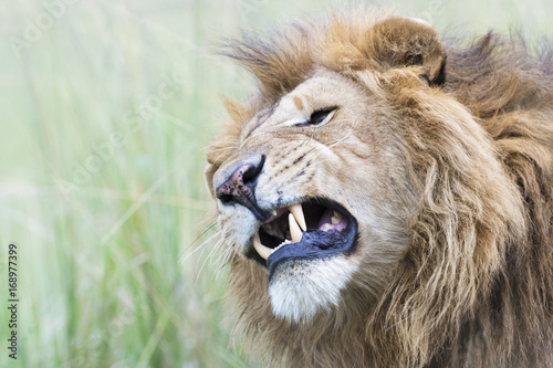 Male lion  Panthera leo  portrait  shaking  Masai Mara  Kenya
