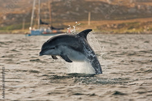 Coll island, Scotland, Hebrides, bottlenose dolphin