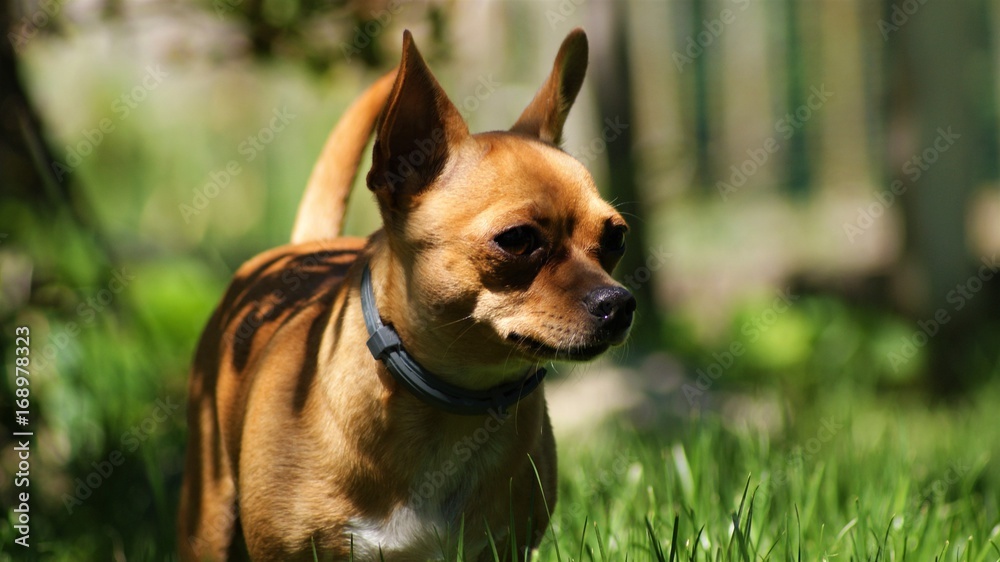 Chihuahua portrait in the grass 2.