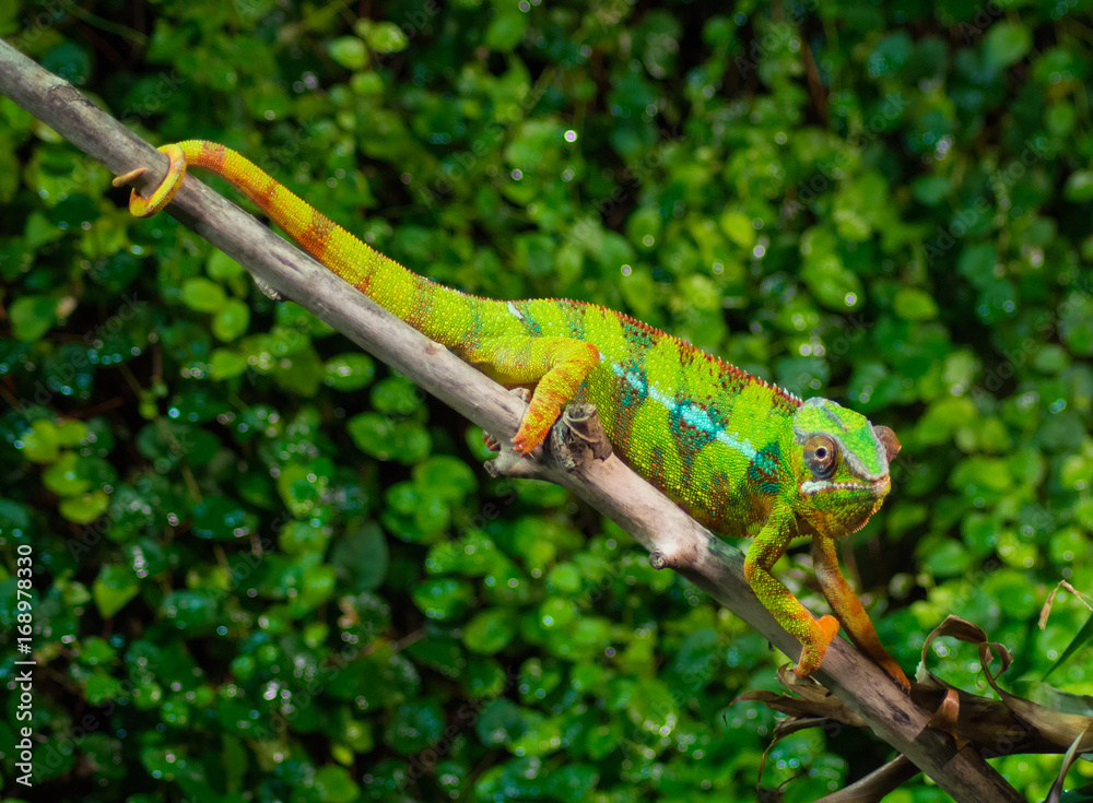 Caméléon Caméléon