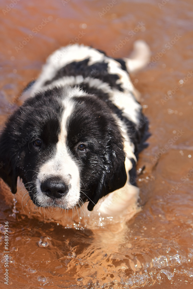 landseer dog puppy water work playing landseer dog puppy water work playing