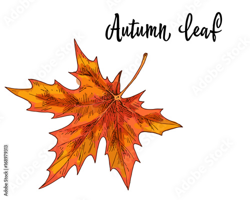 Autumn yellow orange maple leaf isolated on white background. Vector Illustration