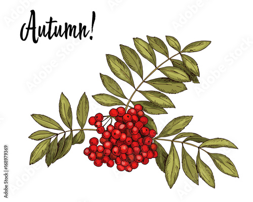 Hand-drawn rowan branch with red berries and autumn leaves isolated on white background. Vector Illustration