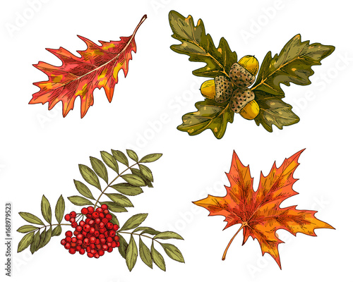 Various green and orange autumn leaves and growths isolated on white background. Vector Illustration