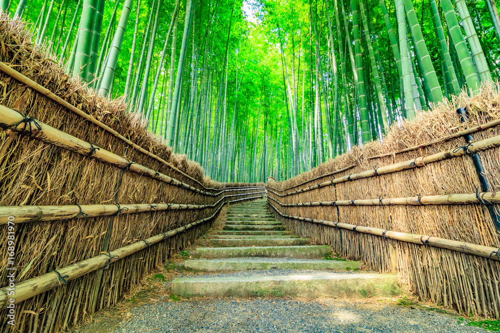 Fototapeta premium 京都 竹林