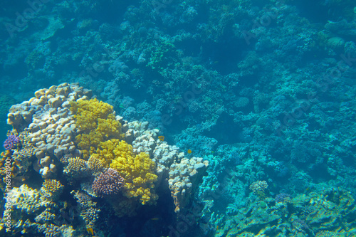 coral reef