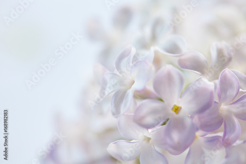 nice lilac