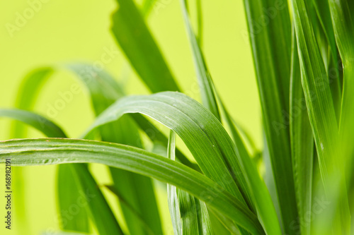 water drops on the green grass