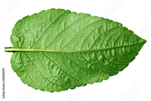 Green leaf on white.