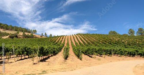 Panoramic view of vineyards photo