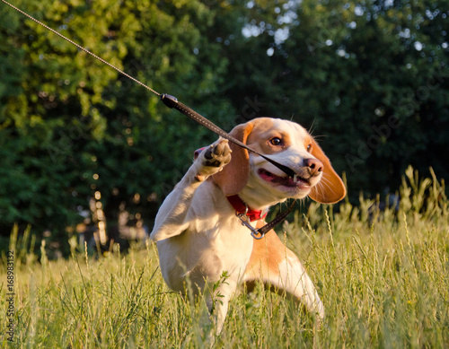 Stubborn beagle puppy (in a funny pose) misbehaving and pulling its leash with its teeth
