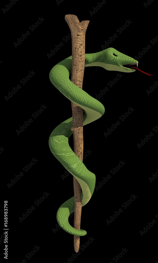 Obraz premium snake coiled on the branch