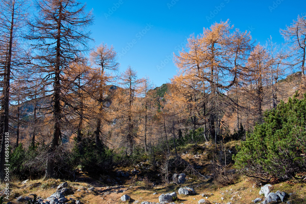 Larch trees in fall colors in Julian Alps. Larch trees in fall colors in Julian Alps.