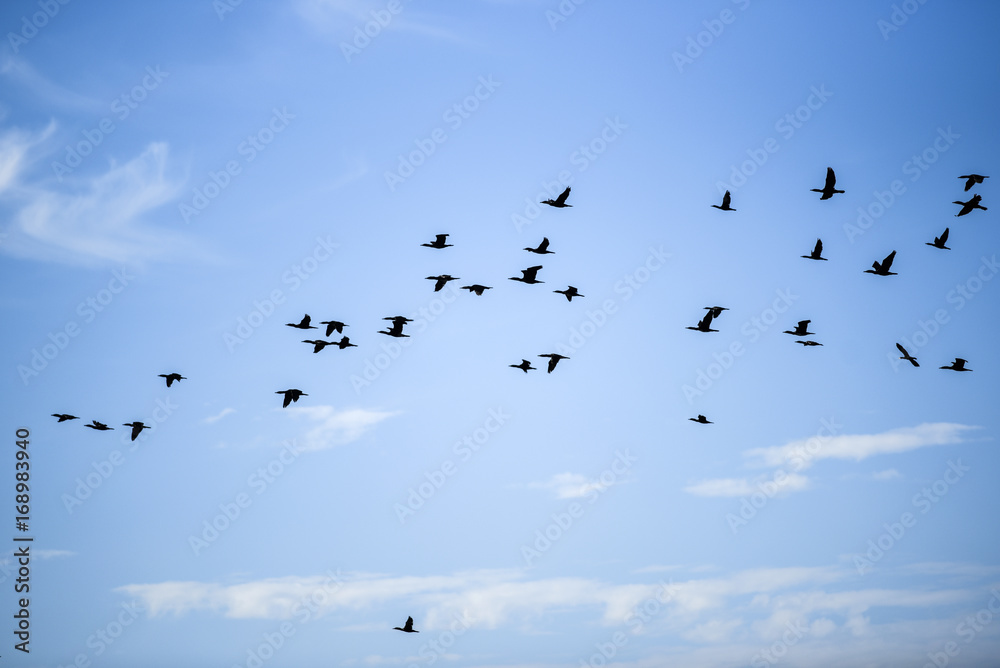 Flying birds against the blue sky on a sunny summer day.