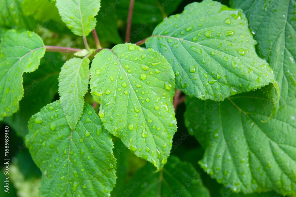 The wet green leaves the branch of the tree on a close view. The wet green leaves the branch of the tree on a close view.