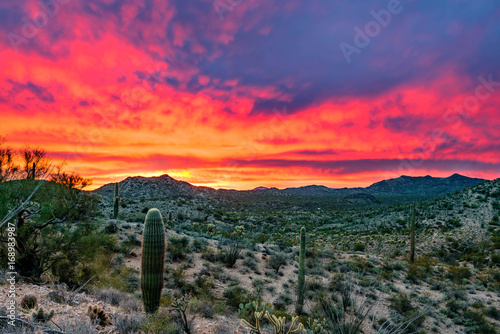 Desert Sunset