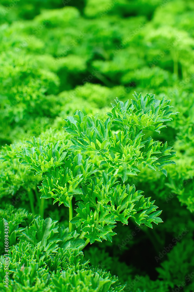 Parsley grows on the bed. Closeup, selective focus. Vertical photography.