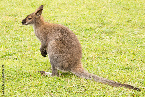 Cute Wallaby sitting on grassland