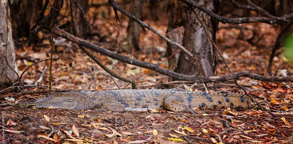 Freshwater Crocodile resting at the edge of a billabong in Kakadu, Australia Freshwater Crocodile resting at the edge of a billabong in Kakadu, Australia
