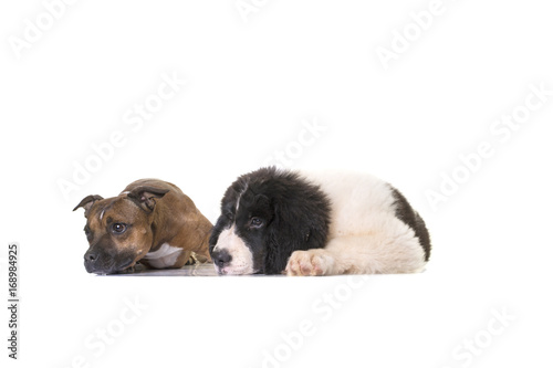 Fototapeta Naklejka Na Ścianę i Meble -  puppy landseer dog white background