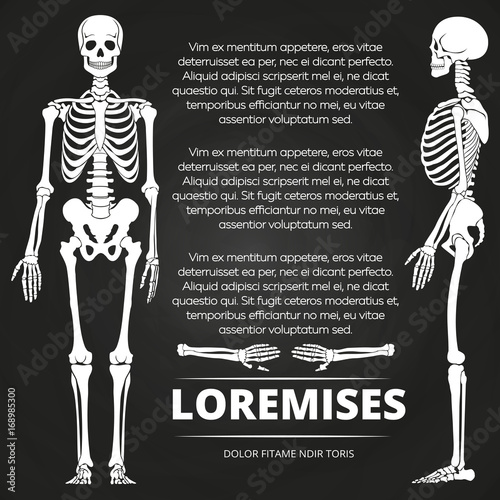 Chalkboard poster with human skeletones and bones