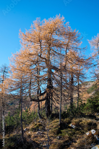 Larch trees in fall colors in Julian Alps.