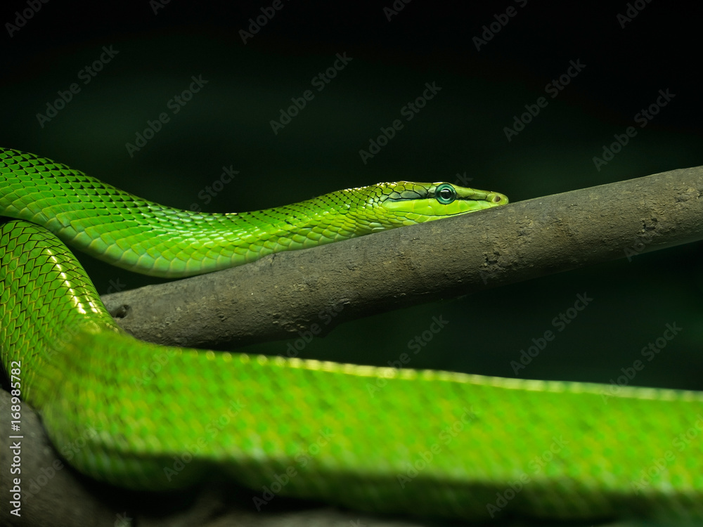 Fototapeta premium Red-Tailed Green Ratsnake on Nature Background, Clipping Path