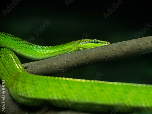 Red-Tailed Green Ratsnake on Nature Background, Clipping Path