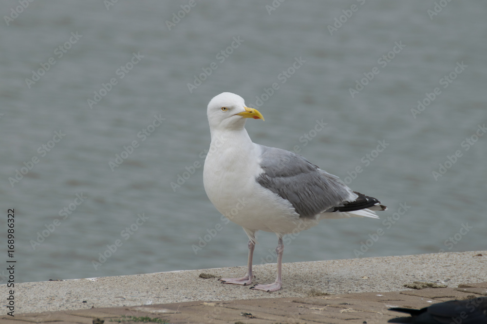 Seagull at the beach Seagull at the beach
