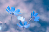 Blue flowers with delicate toning on a beautiful background. Soft selective focus.